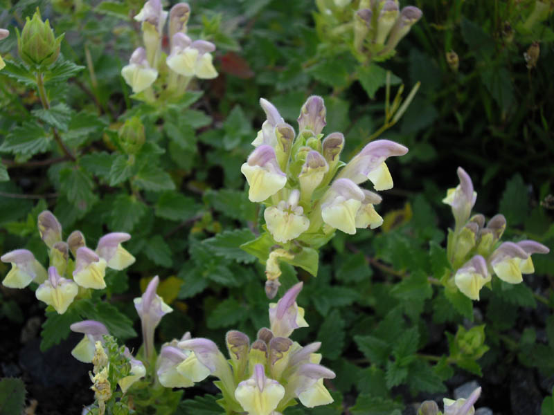 Scutellaria alpina 'flava'